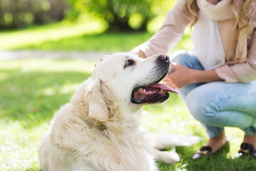 Massagen für Hund