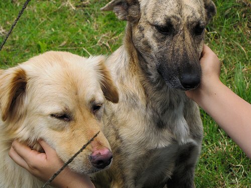 Massagen für Hunde