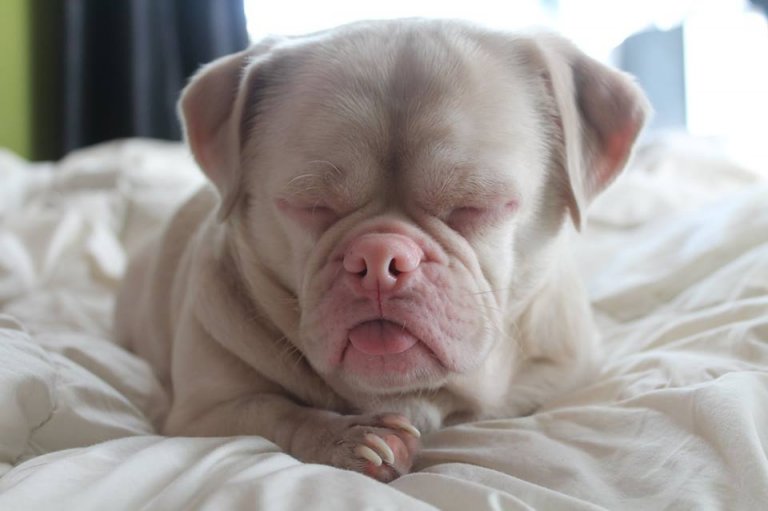 Mr Cornelio mit seiner berühmten miesen Miene