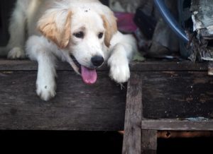 "Nein" zur Pfändung von Haustieren