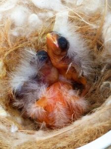 Küken im Nest 