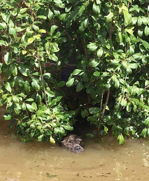 Schwarzer Hund kämpft ums Überleben