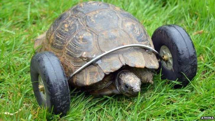 Schildkröte mit Räderprothese