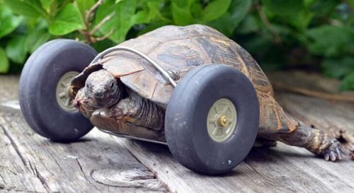 Lerne die Schildkröte mit der Räderprothese kennen