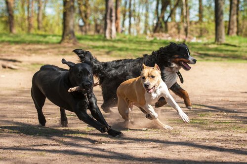 Spiel und Streit bei Hunden