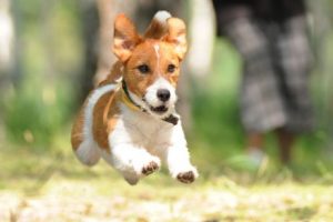 Terrier beim Rennen