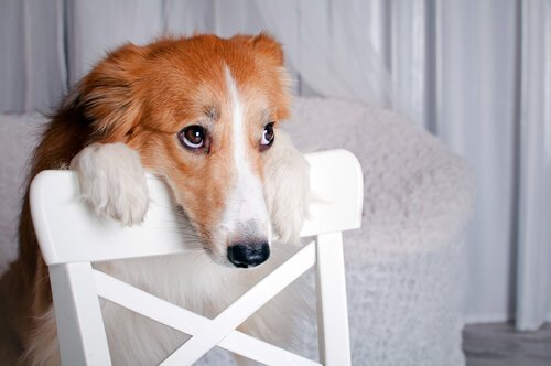 Videos mit Tierquälerei im Internet: Was tun? Videos mit Tierquälerei im Internet: Was tun?