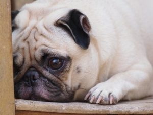 Wie wirkt sich der Tod eines Haustiers auf einen Hund aus?