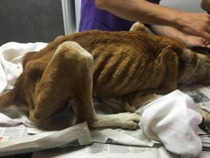 Valis lange Reise bis ins Tierheim