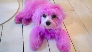 Polizei sucht die Verantwortlichen für rosa besprühten Hund