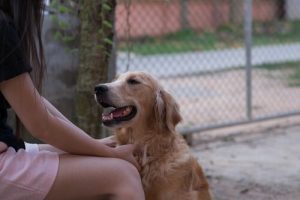 Können Hunde Menschensprache verstehen?