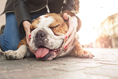 Hunde verstehen Menschensprache!