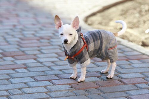 Vermenschlichung ist etwas, das der Hund nicht mag