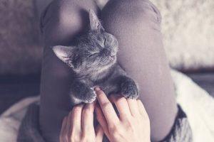 Warum deine Katze gerne ein Nickerchen auf dir macht