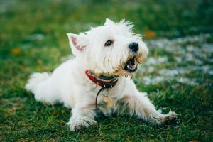 Was tun, wenn mein Hund ständig bellt? 6 Tipps