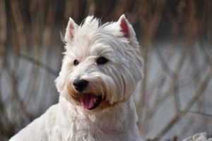 weißer Terrier