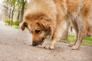 Was tun, wenn der Hund von der Straße frisst?