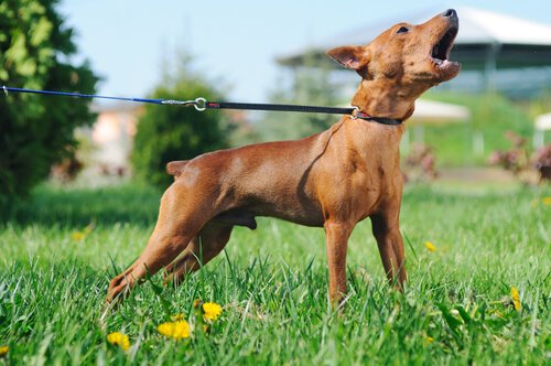 Hund, der ständig bellt