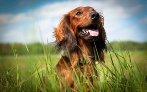 Wie weißt du, dass dein Hund glücklich ist?