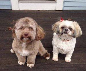 der Hund Yogi mit Freundin