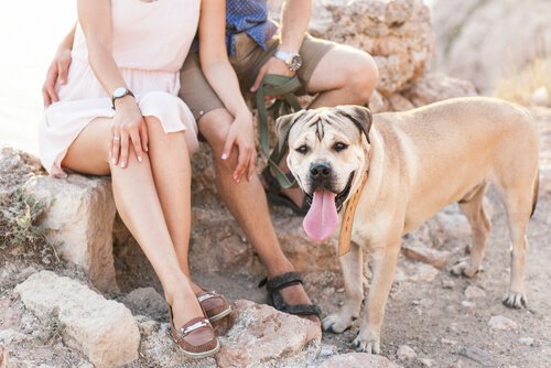 5 Vorteile, die das Zusammenleben mit einem Hund mit sich bringen