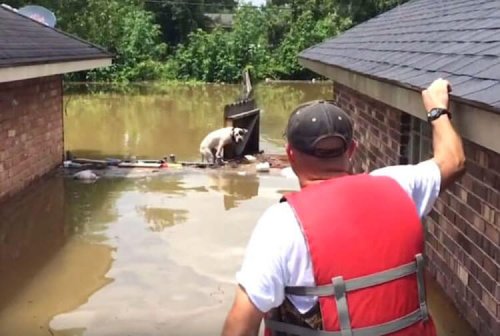 Pittbulls werden in Louisiana beim Kampf ums Überleben gerettet 