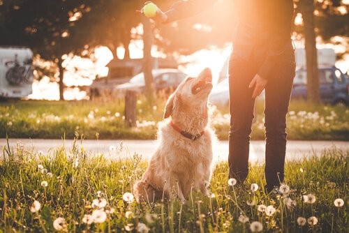 8 Fehler im Park - Hund spielt