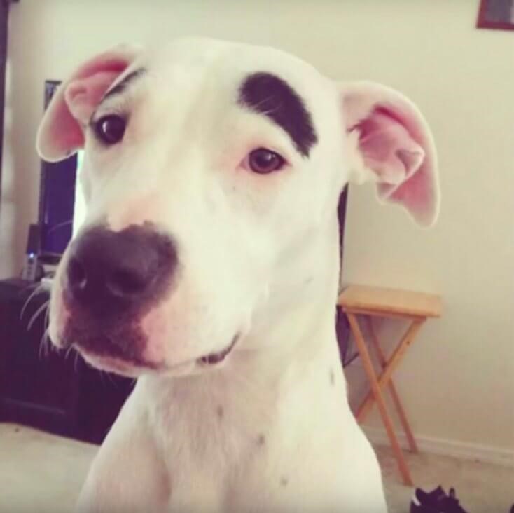 8 Hunde mit einzigartigem Fell - Der Augenbrauen-Hund