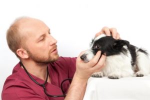 Augenpflege bei Hunden