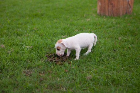 Behandlung von Koprophagie bei Hunden Behandlung von Koprophagie bei Hunden