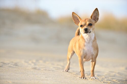 kleiner Chihuahua, großer Frieden