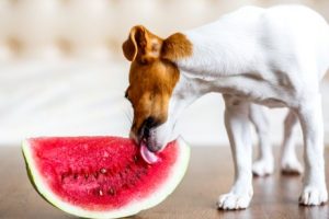 Das beste Hundefutter im Sommer