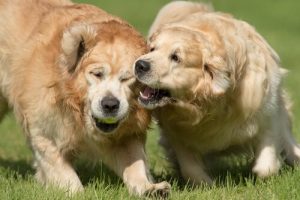 So verhinderst du, dass dein Hund beißt