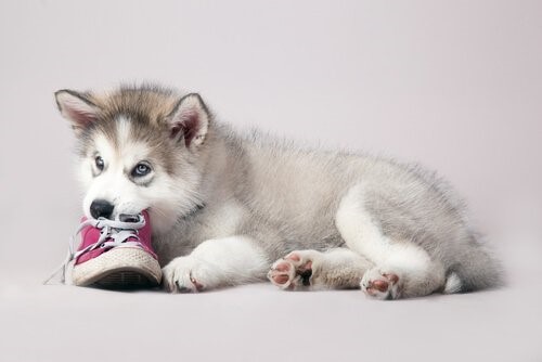 Dein Hund beißt - Welpe nagt an Schuh