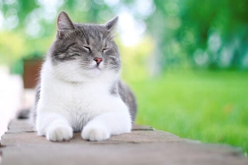 5 Dinge, die deine Katze glücklich machen können