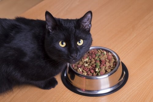 Deine Katze glücklich machen - Katze beim Fressen
