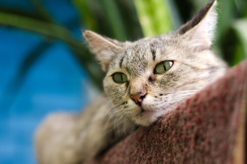 Deine Katze glücklich machen - Katze liegt auf Kratzbaum