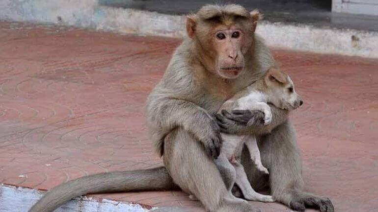 Der Affe, der sich um einen Hund kümmert