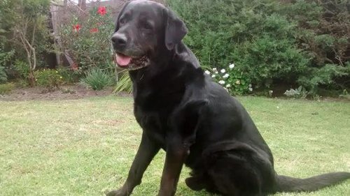 Der Hund Tibo lernt wieder laufen