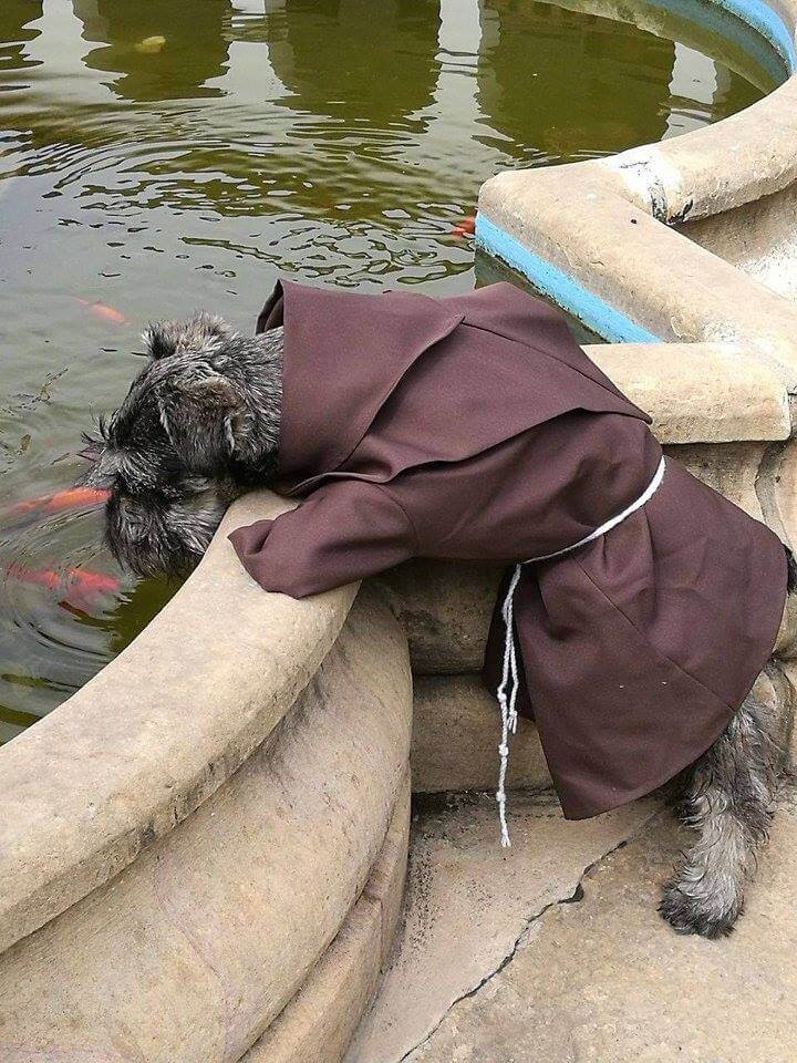 Der Hund der ein Mönch wurde - Fray Bigotón