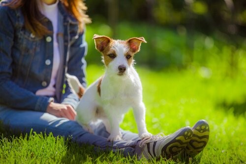 Die Bindung zwischen Hund und Mensch - Hund mit Frauchen auf Wiese