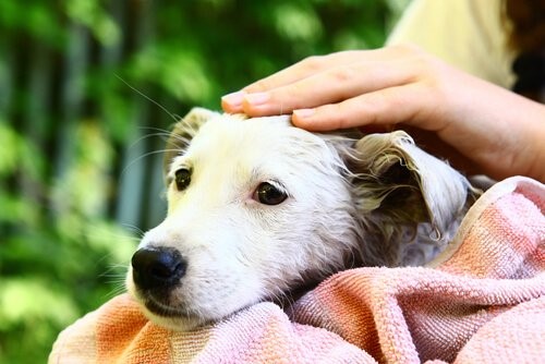 Die Bindung zwischen Hund und Mensch - Nasser Hund