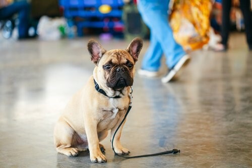 Die besten Geschenke für Hundeliebhaber - Hund ohne Herrchen
