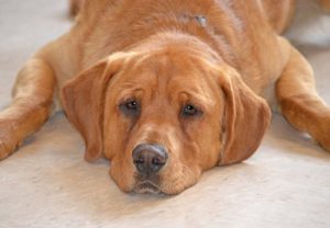 Die Geschichte von Eastwood - dem Hund der allein blieb