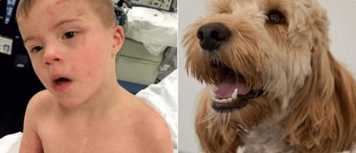 Ein Hund rettet ein Kind mit Down-Syndrom