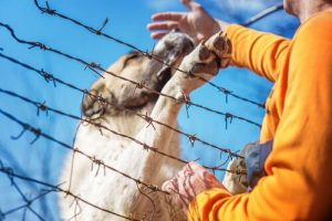 Ein iranischer Soldat verlohr ein Bein als er einen Hund rettete