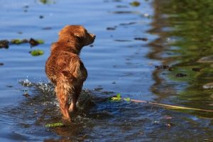 Junger Mann riskiert sein Leben, um Hund zu retten