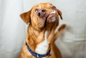 Eine neue Chance für den Picasso-Hund