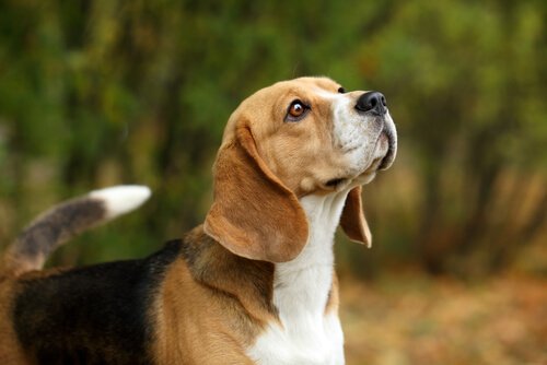 Epilepsie bei Hunden - wie hilft man ihnen?