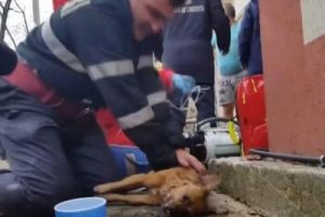 Feuerwehrmann rettet Hund mit Mund-zu-Mund-Beatmung